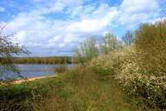 Schwardornblüten an der Mittelweser!