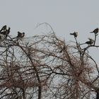 Schwarm von Graulärmvögeln vor dem Wasserloch