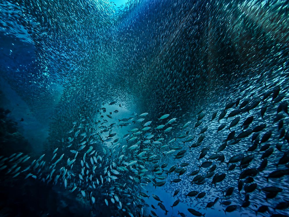 Schwarmfisch Foto & Bild | wasser, meer, natur Bilder auf fotocommunity