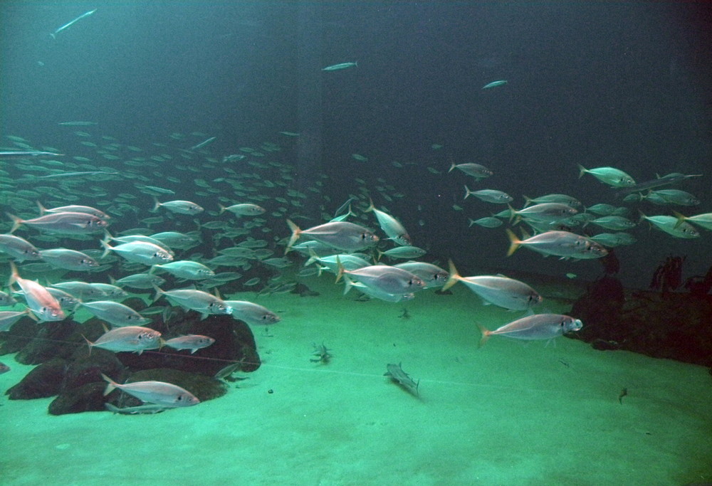 Schwarmfische im großen Becken des Nordsøn-Ozeaneum in Hirtshals.