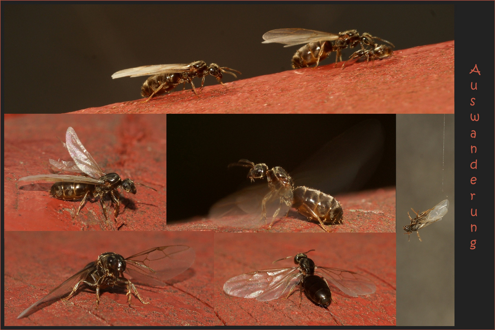 Schwarmflug - die Auswanderung aus der Ameisenkolonie