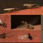Schwarmflug - die Auswanderung aus der Ameisenkolonie