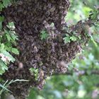 Schwarmtraube, Bienenschwarm ausgebüchst.