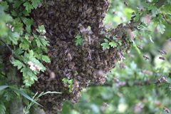 Schwarmtraube, Bienenschwarm ausgebüchst.