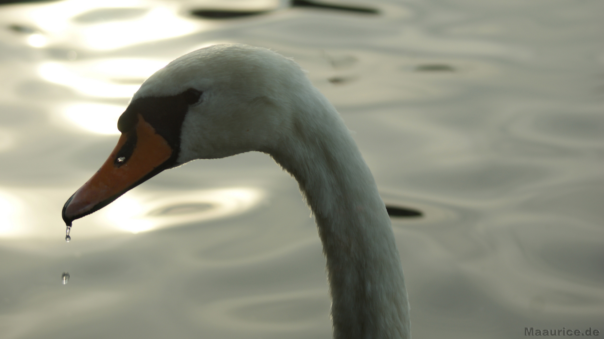 Schwarn an der Alster