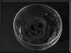 Schwartze_Rose-im-Glas