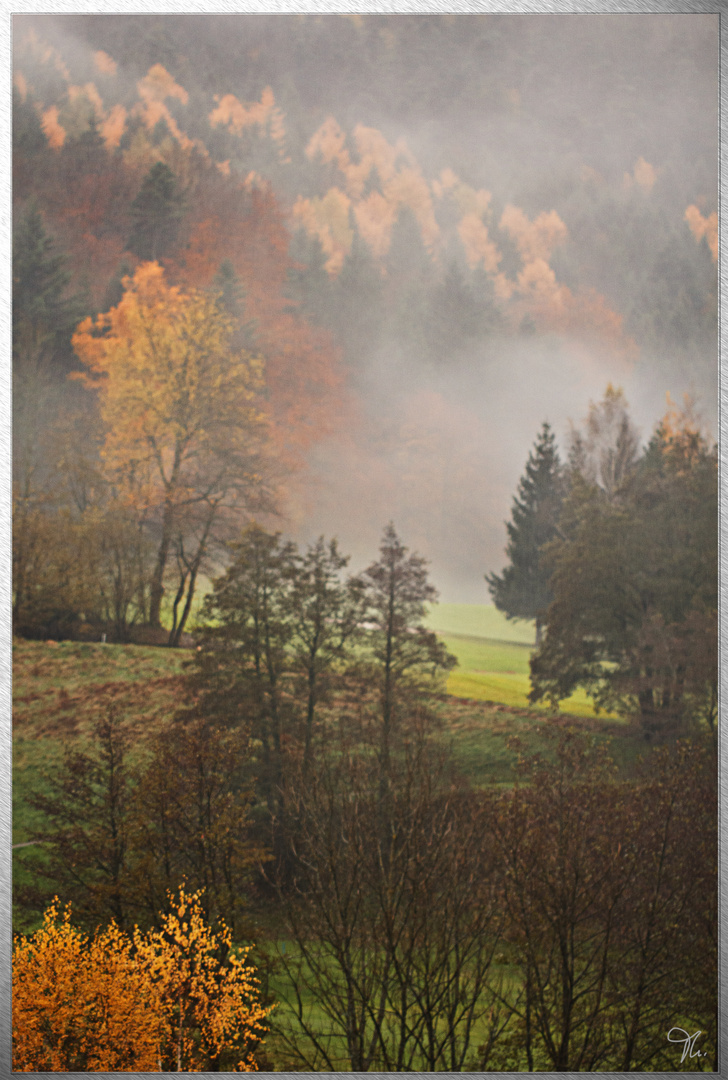 Schwarwald im Nebel