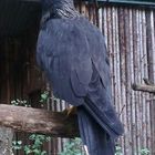 schwarz Adler