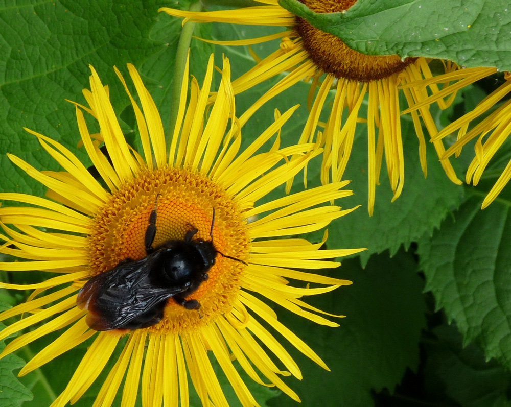 SCHWARZ AUF GELB=SOMMER