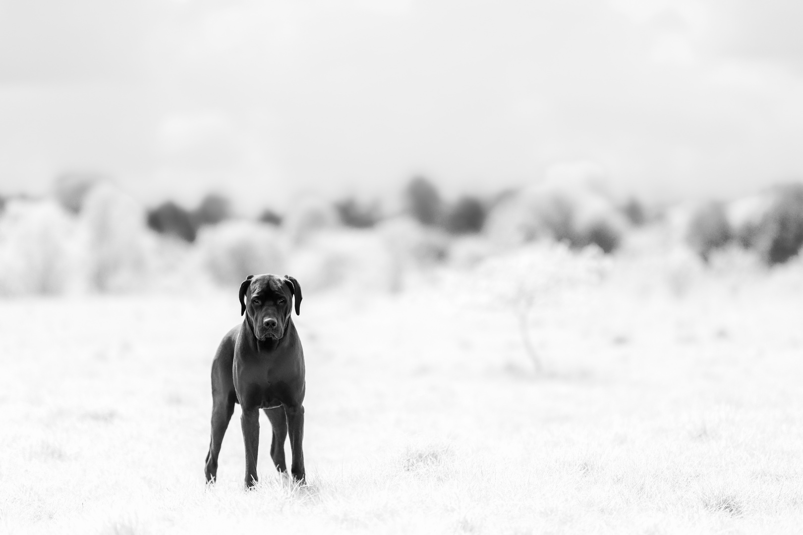 Schwarz auf Weiss 2