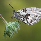 Schwarz auf Weiß