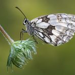 Schwarz auf Weiß