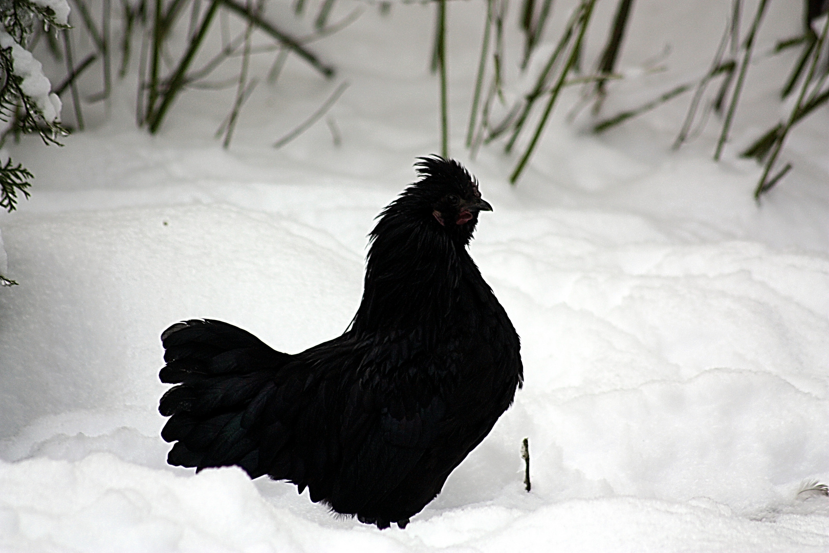 schwarz auf weiß