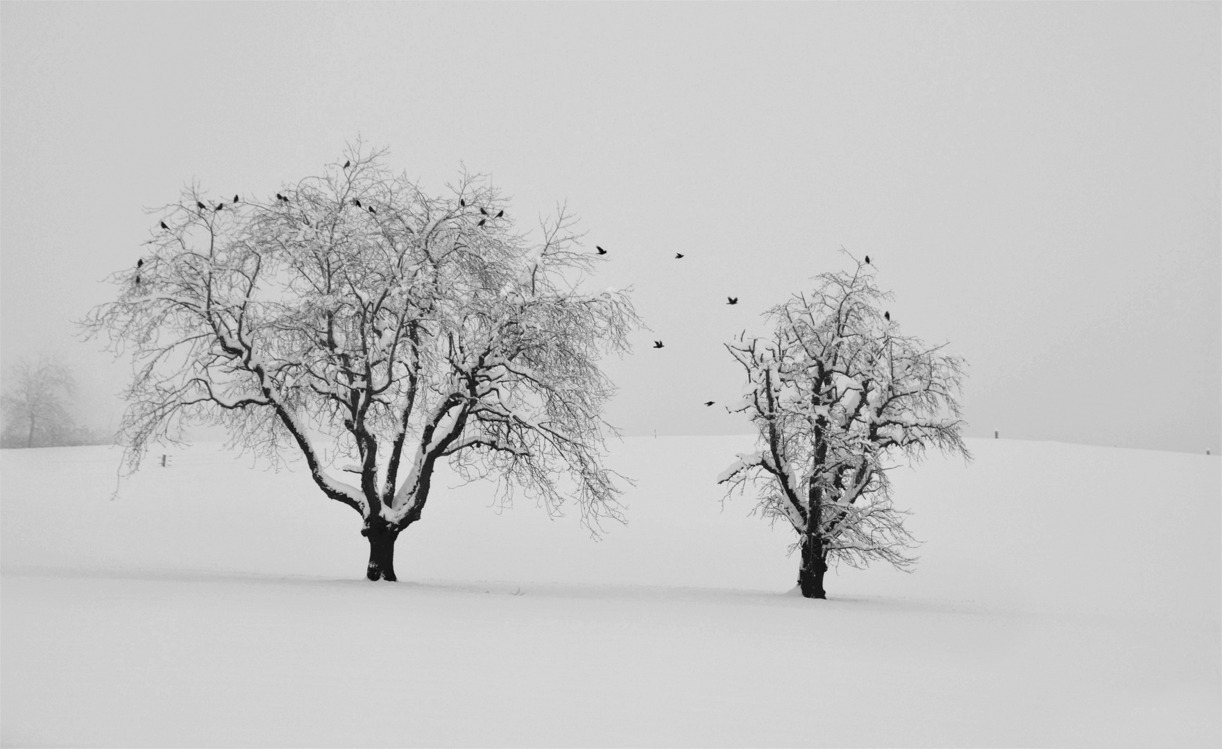 Schwarz auf Weiss 