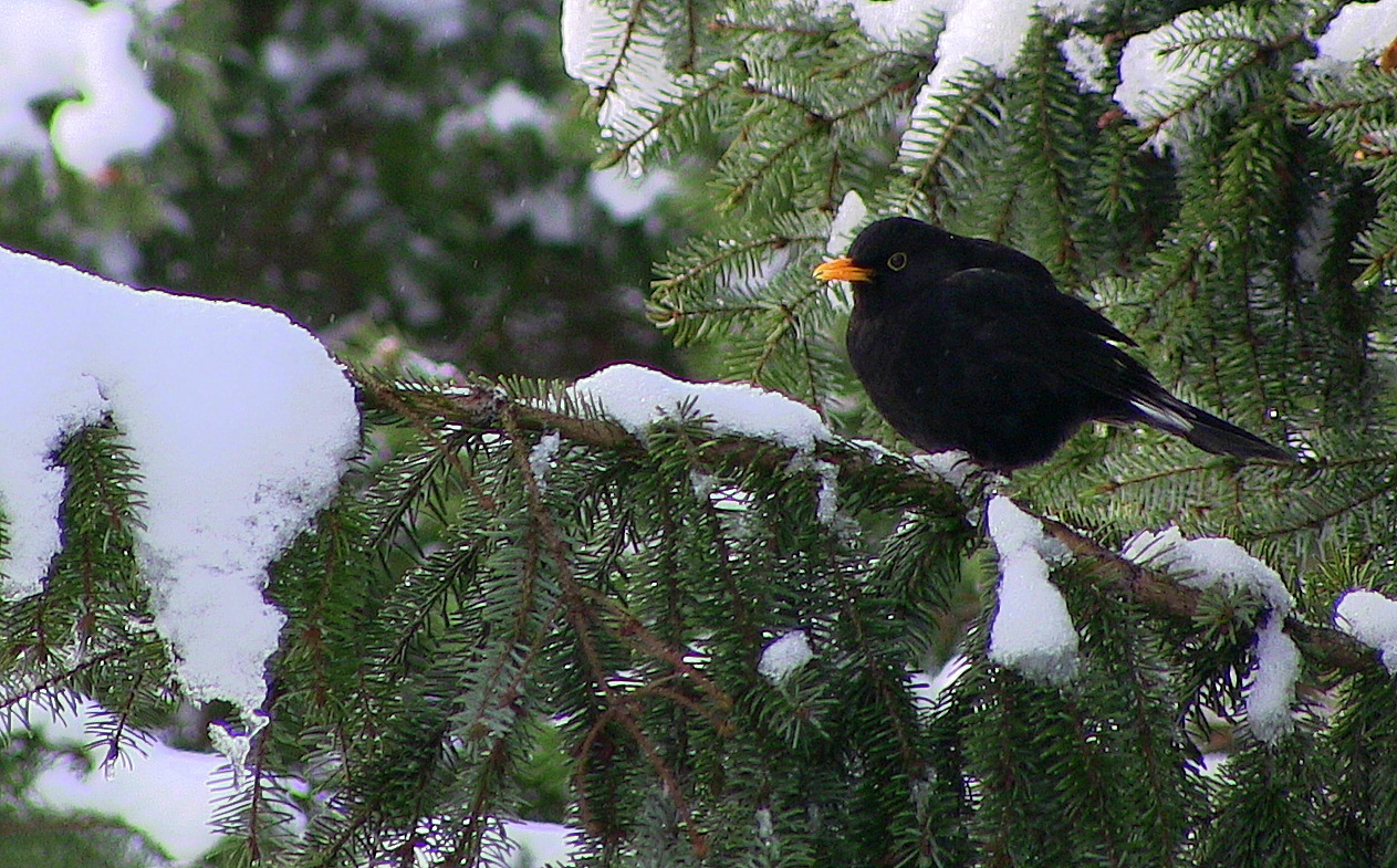 Schwarz auf Weiss