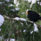 Schwarz auf Weiss