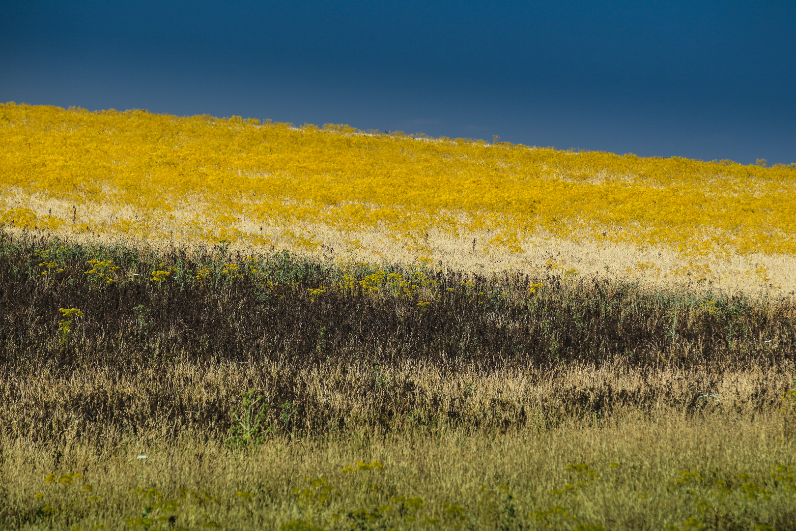 Schwarz blau gold