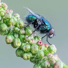 Schwarz-Blaue Schmeissfliege