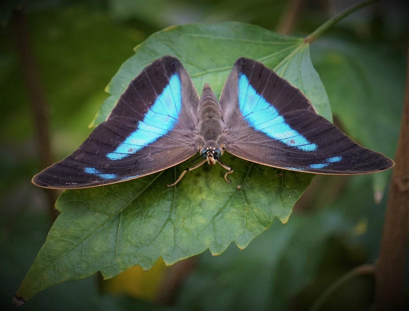 schwarz blauer Schmetterling