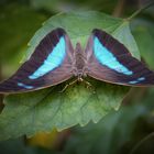 schwarz blauer Schmetterling