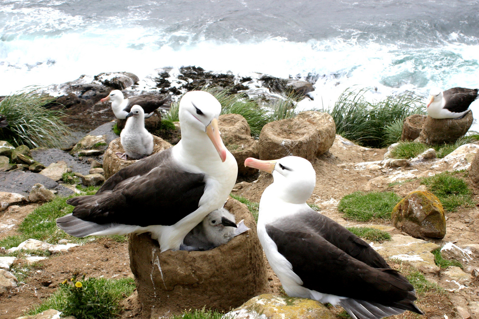 Schwarz-brauner Albatrosse