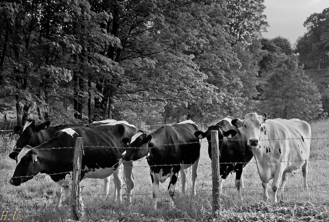 Schwarz-Bunt-Familie