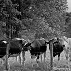 Schwarz-Bunt-Familie