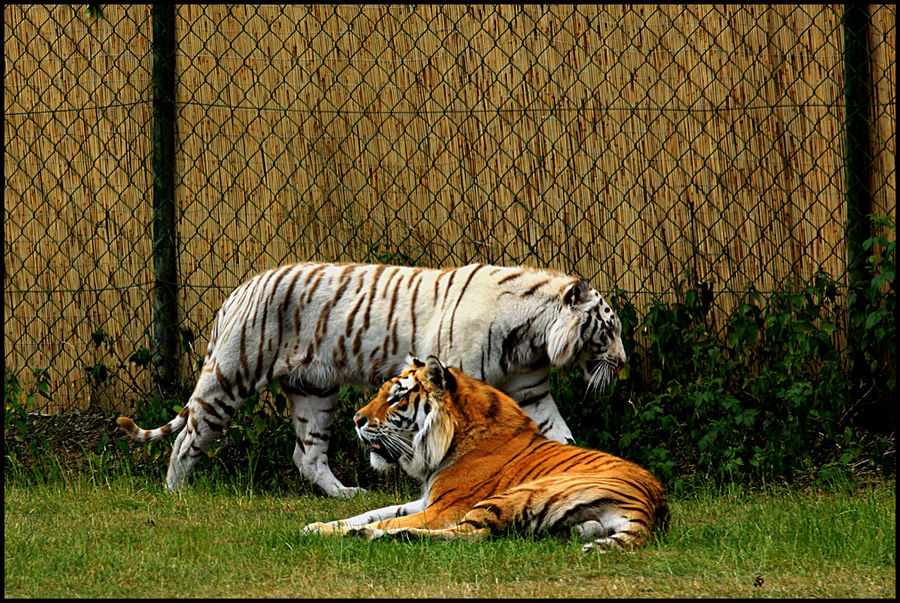 Schwarz-bunt oder wie hießen die Tiere? ggg