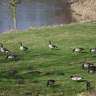 "Schwarz-Bunte" Kanadagänse grasen auf der Weide an der Lippe (NSG 'Am Tibaum') :-)