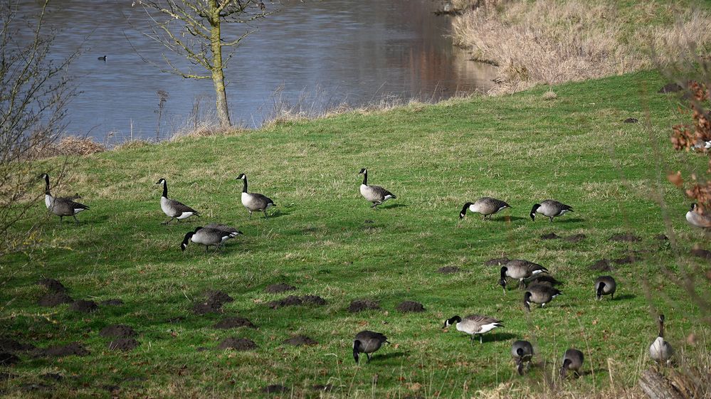 "Schwarz-Bunte" Kanadagänse grasen auf der Weide an der Lippe (NSG 'Am Tibaum') :-)