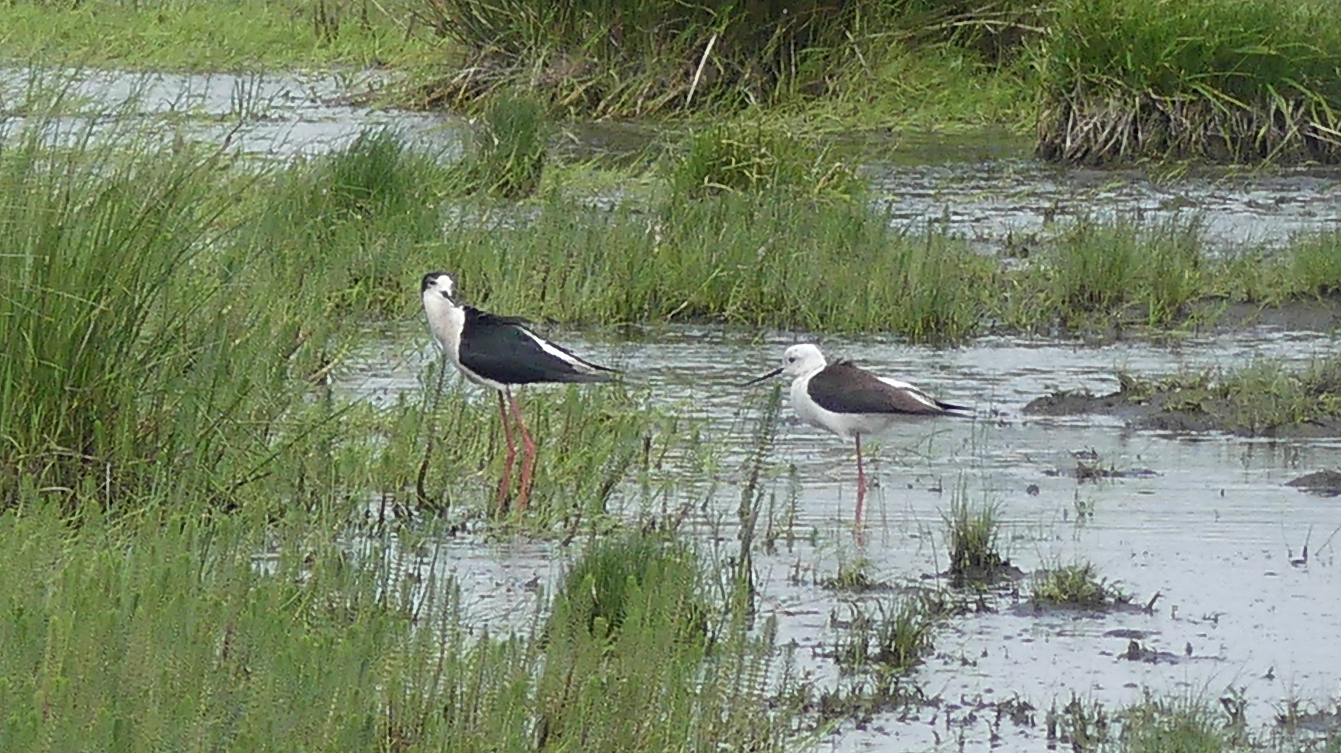 Schwarz-geflügelter Stelzenläufer (Himantopus himantopus) 