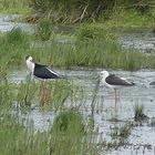 Schwarz-geflügelter Stelzenläufer (Himantopus himantopus) 