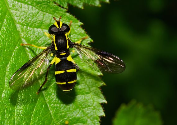 SCHWARZ GELB IST NICHT NUR DORTMUND ...