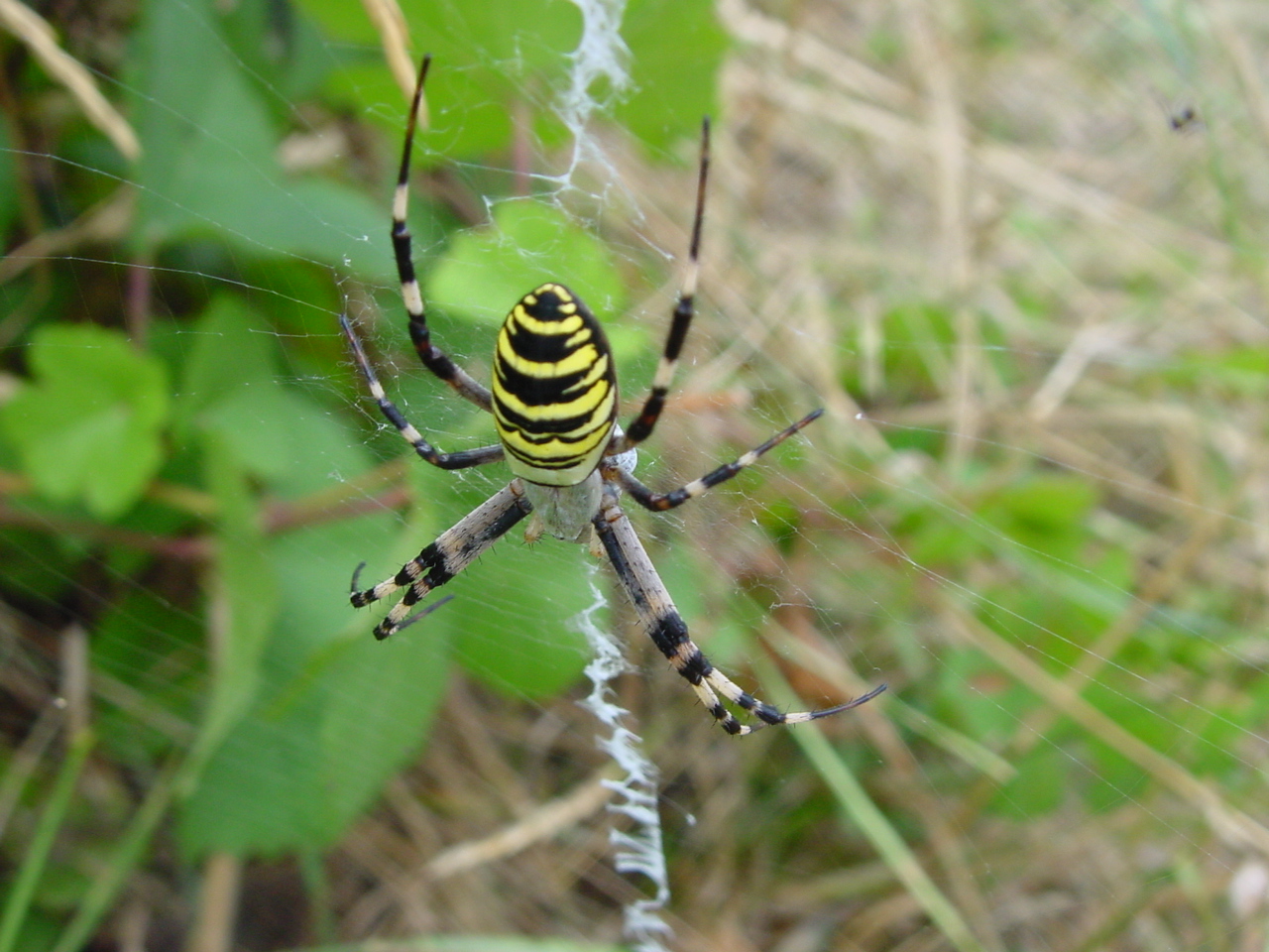 schwarz-gelbe Spinne