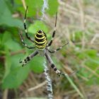 schwarz-gelbe Spinne