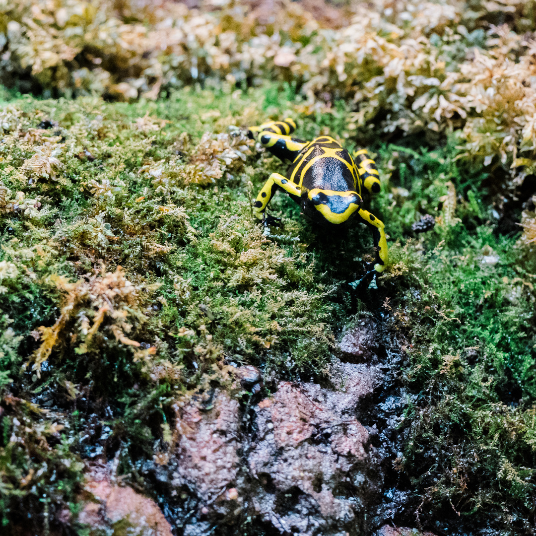 schwarz-gelber Baumsteiger Vivarium Darmstadt