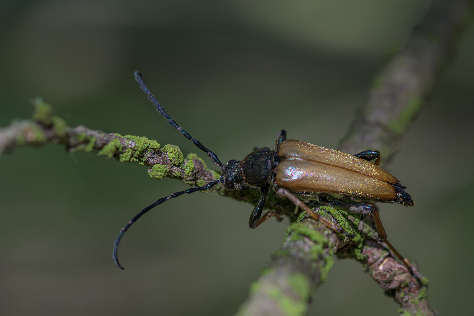 Schwarz gesaumter Schmalbock