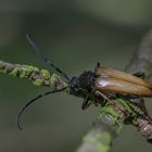 Schwarz gesaumter Schmalbock