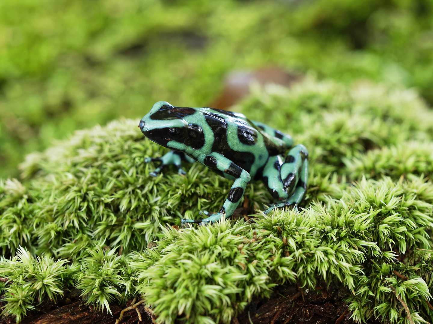 Schwarz-Grüner Pfeilgift Frosch