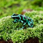 Schwarz-Grüner Pfeilgift Frosch