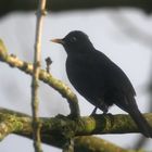 Schwarz kann man auf verschiedene Weise sein