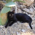 schwarz Katze