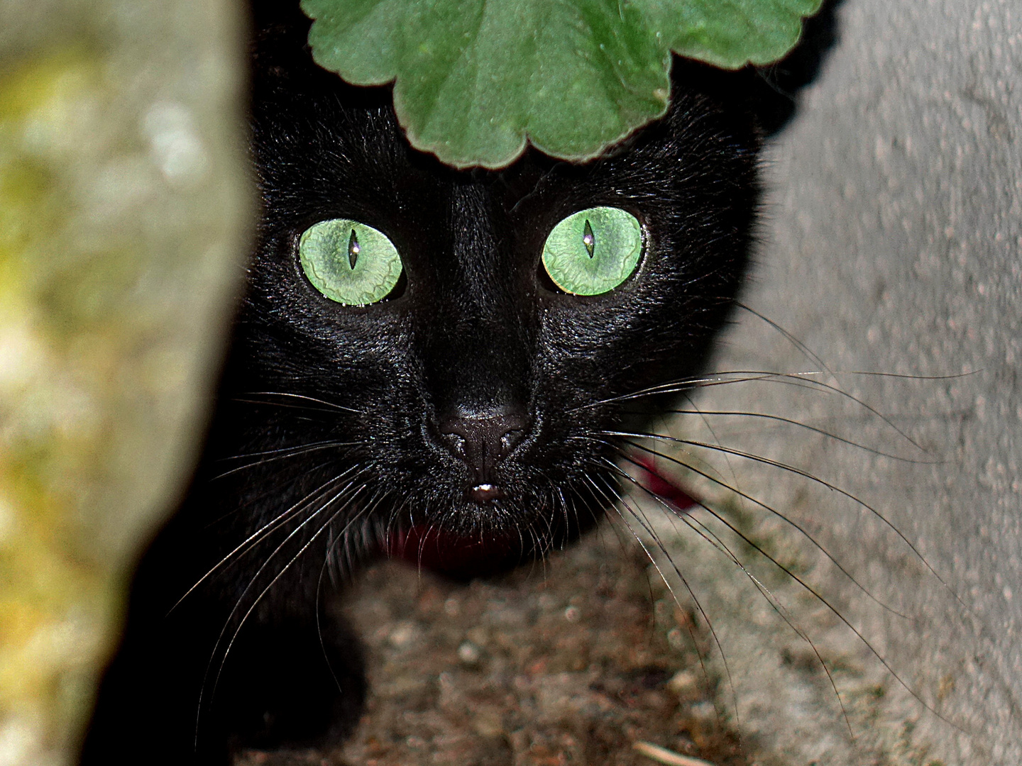 schwarz Katze lief mir über den Weg