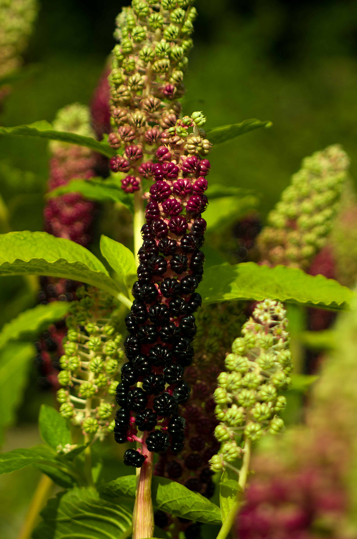 SchwarzLila Doldengewächs Foto & Bild pflanzen, pilze & flechten, blüten & kleinpflanzen
