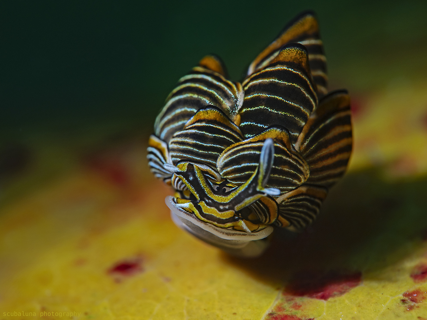 Schwarz-linierte Schlundsackschnecke