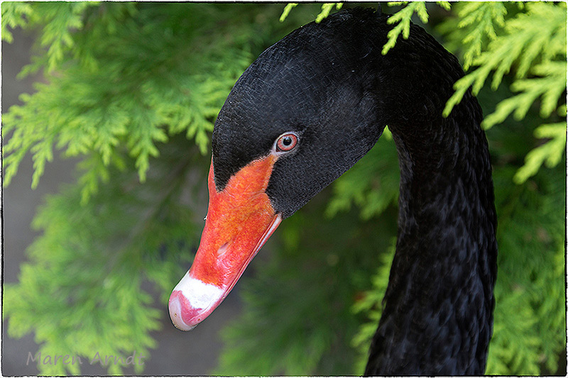 Schwarz mit roten Augen