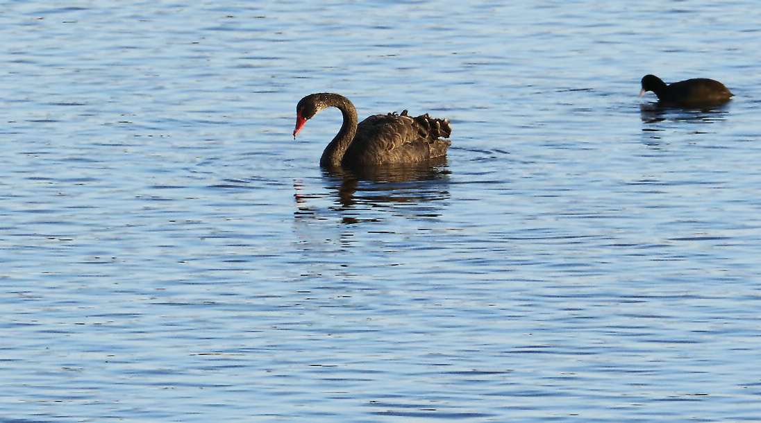 "Schwarz- oder auch Trauerschwan" am Altmühlsee