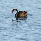 "Schwarz- oder auch Trauerschwan" am Altmühlsee