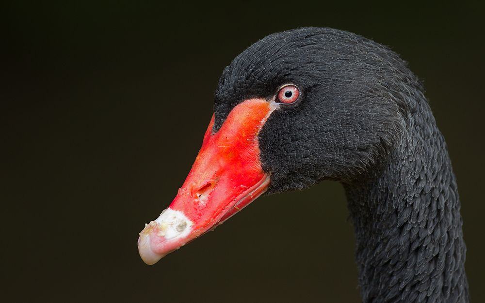 Schwarz- oder Trauerschwan