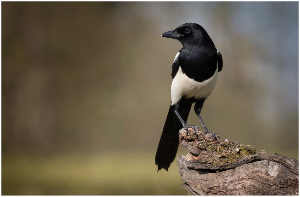 schwarz oder weiß? Foto &amp; Bild | tiere, wildlife, wild lebende vögel ...